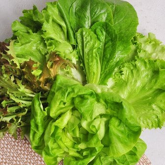 푸르젠 산지직송! 충북괴산 유럽샐러드 채소1kg