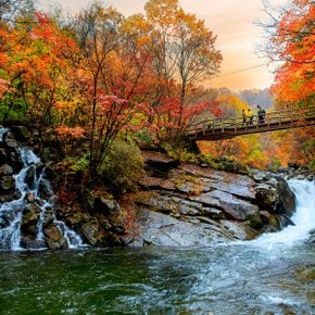 [전북] 남원 지리산 뱀사골 단풍여행(신선길 천년송 트레킹)+경남 함양상림 당일여행 / 서울경기出