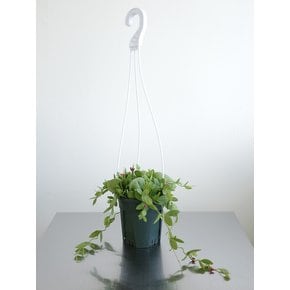 디스키디아 포켓 디시디아 (Dischidia pectinoides)