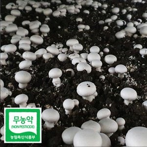  친환경 무농약 부여 꼬마 양송이 버섯 2kg 조리용 친환경채소