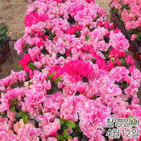 아잘레아 왜성명품철쭉(잉가) 겹꽃철쭉포트묘목 색상2가지랜덤발송