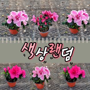아잘레아 왜성명품철쭉(잉가) 겹꽃철쭉포트묘목 색상2가지랜덤발송