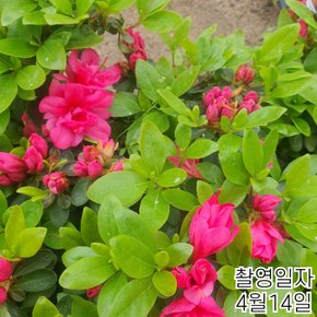 왜성명품철쭉 (아비오) 겹꽃 포트묘