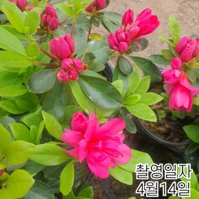 왜성명품철쭉 (아비오) 겹꽃 포트묘
