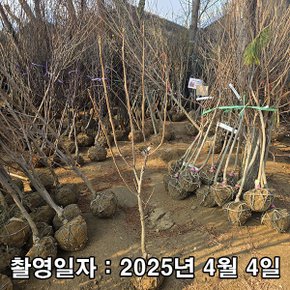 착한가격 나무생각 / 감나무 / 부유단감 / 3년생 / 결실주
