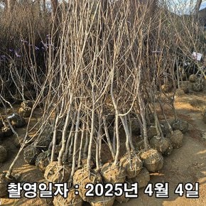 착한가격 나무생각 / 감나무 / 부유단감 / 3년생 / 결실주
