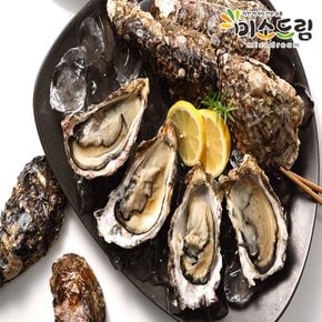 통영 제철 석화 당일작업 싱싱한 생굴 1kg