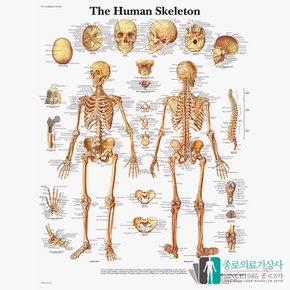 3B Scientific 전신골격 인체해부차트 VR1113 The Human Skeleton 골격구조 병원액자