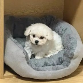매우 부드러운 따뜻한 개 침대 애완 동물 바구니 고양이 집 소파 중형 대형