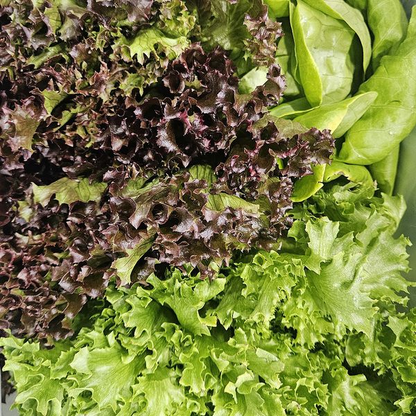 (무농약/GAP인증) 유러피안 상추/샐러드/쌈채소 1kg 랜덤구성(3-6종)