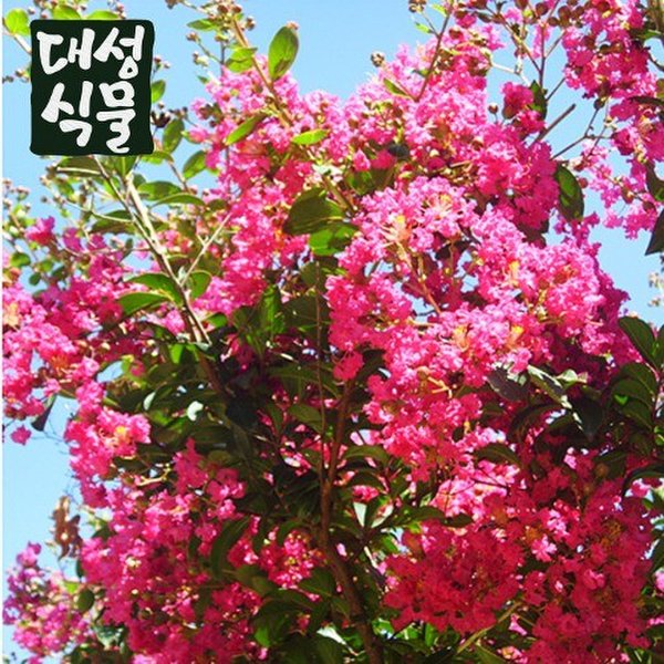 확대된 대표 상품이미지1