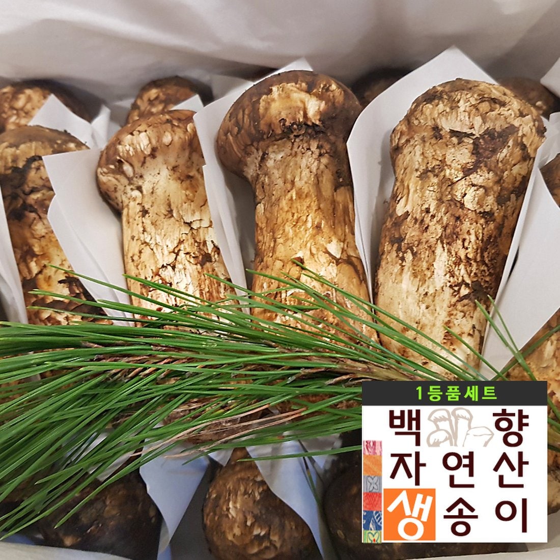 백향송이 2022 자연산 제철 생 송이버섯 1등품 1Kg, 이마트몰, 당신과 가장 가까운 이마트