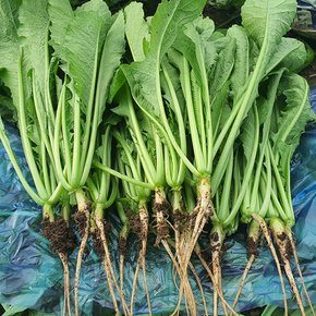 당일수확 싱싱 열무 4kg 농장직송