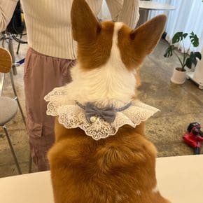 강아지 레이스 스카프 케이프 블루 M