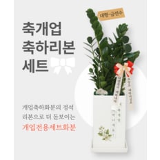  [리본세트] 개업축하화분 개업식 화분 개업화분 카페 금전수 스투키 선물 화환
