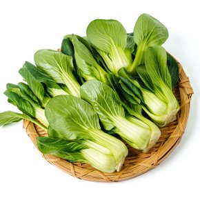 프레시 아삭한 국내산 청경채 1kg
