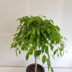 (온누리꽃농원)킹벤자민/공기정화식물/반려식물