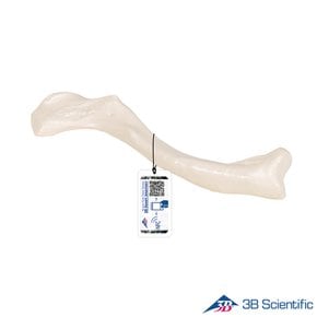 3B Scientific 인체해부모형 쇄골모형 A45/5 좌우선택 Clavicle 쇄골뼈