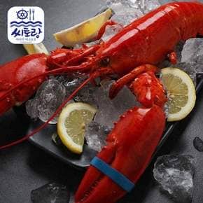 캐나다 자숙랍스터 실속 2미/미당 350g~400g/냉동