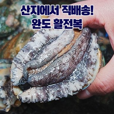 [산지직송] 완도 활전복 1kg 완도전복 산소포장 참착한전복 9-10미