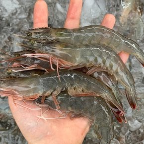국내산 흰다리새우 1kg(35미내외)