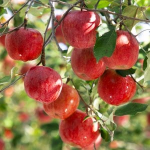 인정푸드 [경상북도][인정한과일] 인정가득 하루 한 사과 / 대과 10kg (33-39과내)