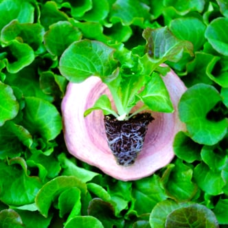 파머씨드 꽃상추 모종 15개 채소 텃밭 모종 묘종 상추 키우기