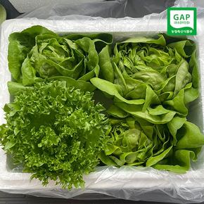 GAP인증 신선한 유러피안 샐러드채소 1kg