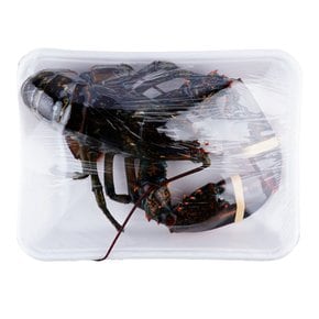 [활][캐나다] 랍스터 (100g)