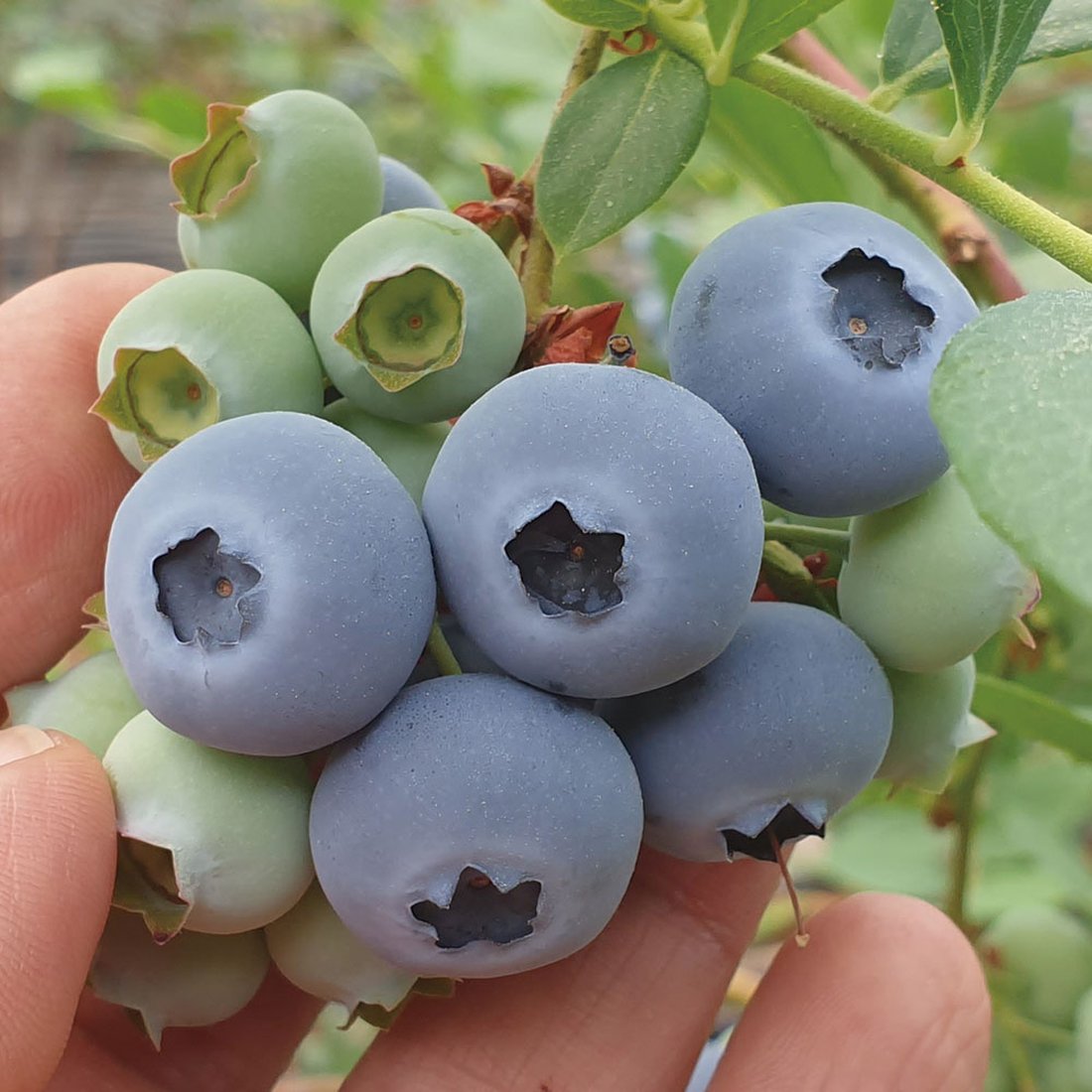 영동 블루베리농장] 햇 블루베리 (특) 300G (100G X 3팩) 싱싱하고 달콤한 농장직송, 이마트몰, 당신과 가장 가까운 이마트