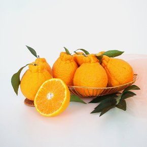 [고랑몰라] 제주 한라봉 3kg(6-7과)