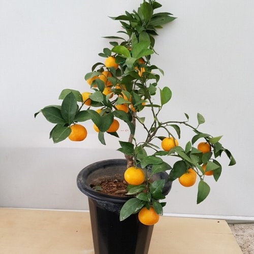 상품이미지3