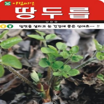  입맛을 살리고 눈 건강에 좋은 산야초 땅두릅 (독활) 씨앗 200립