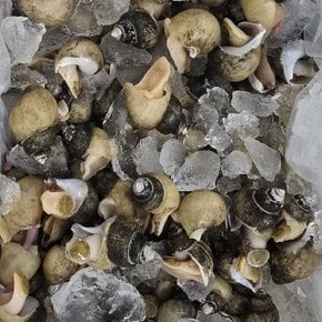 국내산 당일조업 백골뱅이 백고동 소 1kg