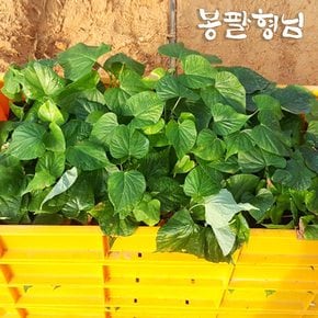 밤고구마모종 1단 고구마순 해남 토종 신품종