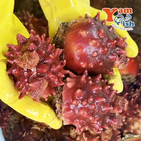 자연산 멍게 1kg 제철 돌멍게