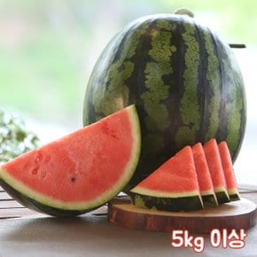 완숙해서 수확한 맛있는 수박 5kg이상