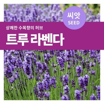 마이플랜트 트루 라벤다 씨앗 150립