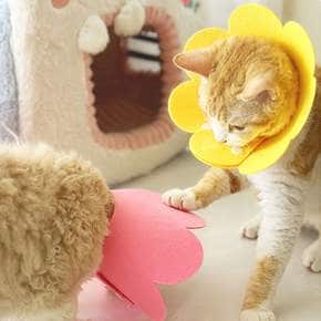 초경량 부직포 펠트 넥카라 강아지 고양이 깔대기 중성화