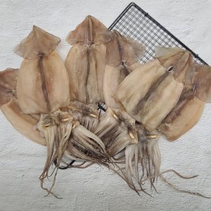 인정푸드 [착한어부] 반건조오징어(피데기) 소 10미 800g내외/원양산