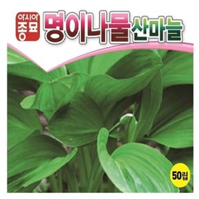 산마늘씨앗 명이나물 50립 산채 (WBD8004)