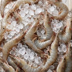 초신선 활새우 신안 흰다리새우 500g 23미 내외