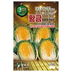 맛있는황금배추 300립 24년