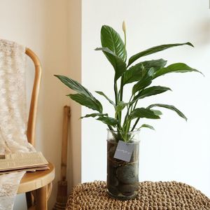 1300K [plant] 공기정화식물 - 스파티필름 수경재배세트