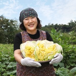 농부들의수확 [HACCP 인증][예약배송][도착일선택] 강원도 김장 절임배추 20kg