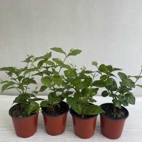 함박자스민 4개묶음 공기정화식물 온누리농원