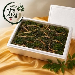 강원산삼 15년 산양산삼 3뿌리