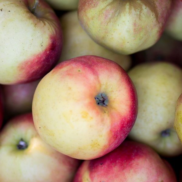 [G]안동 부사 사과 꼬마 14-16과 2kg내외 미색/못난이