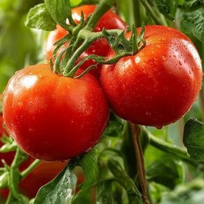 완숙 찰토마토 2kg 사이즈랜덤 나주농산