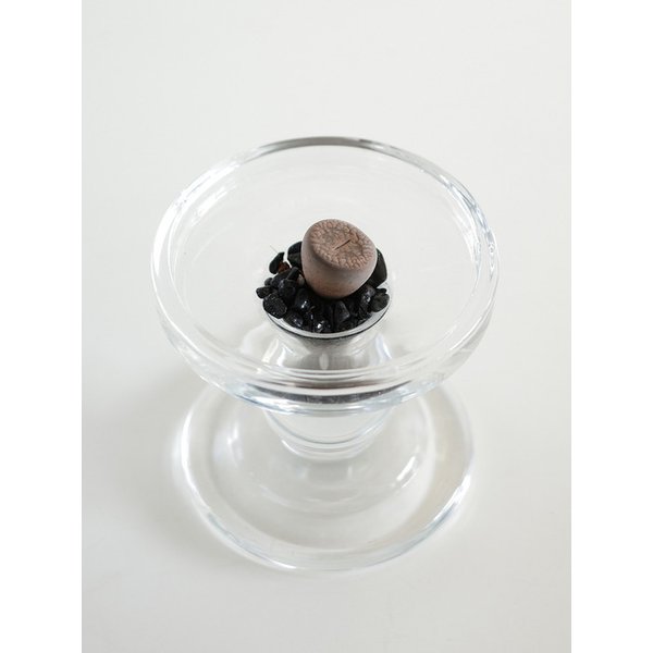 립톡스 (Lithops) 글래스